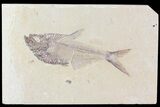 Diplomystus Fossil Fish - Wyoming #81457-1